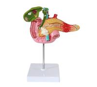 OLDMFZP Teaching Model 1:1 Human Pancreas Spleen Duodenum Gallbladder Pathological Anatomical For Medical Training And Auxiliary Treatment Biology Display Stand