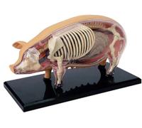 OLDMFZP Teaching Model Tools 4D Pig Anatomy Detachable Biology Specimen Animal Organ 19 for Veterinary Teaching Demonstration in Pet Clinics and Schools Teaching Aids