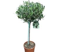 Olea Europaea- Olive Trees - Half Standards - Established Plants Approx 100 Cm Tall