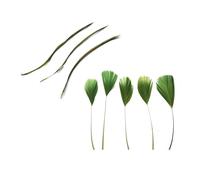 Olive Green Coque Style and Biot Feathers Mixed Pack x 8 - Millinery hat, fascinator, wedding decoration - long feathers