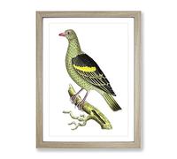 Olive Green Pigeon By George Shaw Vintage Framed Print | A4 Oak Framed Wall Art | Ready to Hang | Classic Animal Picture | Living Room Bedroom Lounge Office