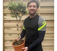 'Olive' Olea Europea Corkscrew Stem Evergreen Potted Tree - 19cm Pot 80-90cm