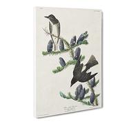Olive Sided Fly Catcher Bird By John James Audubon Canvas Print | Gallery Wrapped 30mm Frame Wall Art | 20x14 inches | Ready to Hang | Retro Animals Picture | Living Room Bedroom Lounge Office