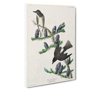 Olive-Sided Fly Catcher Bird by John James Audubon Canvas Print | Gallery Wrapped 30mm Frame Wall Art | 30x20 inches | Ready to Hang | Modern Animals Picture | Living Room Bedroom Lounge Office