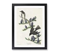 Olive Sided Fly Catcher Bird By John James Audubon Vintage Framed Print | A4 Black Framed Wall Art | Ready to Hang | Classic Nature Picture | Living Room Bedroom Lounge Office