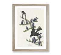 Olive Sided Fly Catcher Bird By John James Audubon Vintage Framed Print | A4 Oak Framed Wall Art | Ready to Hang | Classic Nature Picture | Living Room Bedroom Lounge Office