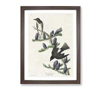 Olive Sided Fly Catcher Bird By John James Audubon Vintage Framed Print | A4 Walnut Framed Wall Art | Ready to Hang | Classic Nature Picture | Living Room Bedroom Lounge Office