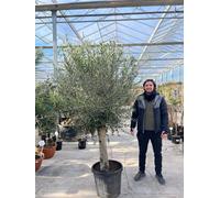 Olive Tree 35L 1.7-1.8m (Multibuy Offers Available)