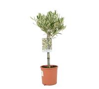 Olive Tree 50-60cm - Mediterranean Garden Plant - No Container