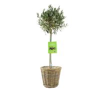 Olive Tree - 90/100cm Tall - Mediterranean Charm for Your Garden - Basket kubu willow