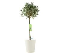 Olive Tree - 90/100cm Tall - Mediterranean Charm for Your Garden - Metal Cream Vertical Line