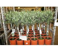 Olive Tree - 90/100cm Tall - Mediterranean Charm for Your Garden - Metal Zinc Pail with handle