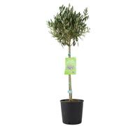 Olive Tree - 90/100cm Tall - Mediterranean Charm for Your Garden - No Container