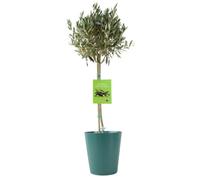 Olive Tree 90/100Cm Tall Mediterranean Charm For Your Garden Plant