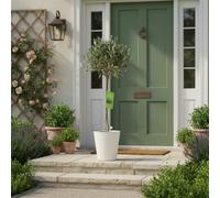 Olive Tree 90/100Cm Tall Mediterranean Charm For Your Garden Plant