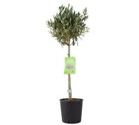 Olive Tree - 90/100cm Tall - Mediterranean Charm for Your Garden - Basket kubu willow