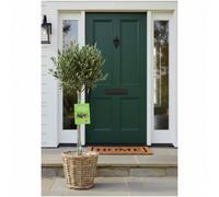 Olive Tree - 90/100cm Tall - Mediterranean Charm for Your Garden - Metal Cream Vertical Line