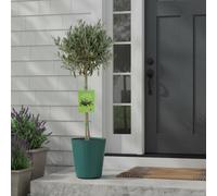 Olive Tree - 90/100cm Tall - Mediterranean Charm for Your Garden - Metal Green Vertical Line