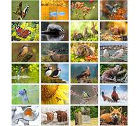 Olivia Samuel 24 x British Wildlife Greeting Cards Blank from A great value Multipack, Eco Friendly and Designed and Printed in the UK