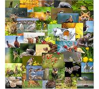 Olivia Samuel 40 x British Wildlife Postcards - Mixed Multipack from British Isles Animal Postcards