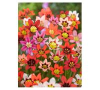 Oliwier's Bulbs 20x Sparaxis Tricolor Mix Summer Flowering Bulbs Garden Hardy Perennial Beautiful Harlequin Flower, Yellow,Orange,White,Red,Pink,Blac