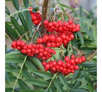 Olympic Flame Rowan Tree Ornamental Sorbus Ulleungensis 12L Pot 1.5m - 1.8m Plant Theory Green One Size