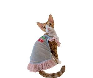OMEM Mesh Cat Tank Top Set with Removable Bralette for Sphynx Devon Rex, Cooling Breathable Summer Outfit for Hairless Cats, UV Protection Beach Wear, S to XXXL (blue,L+)
