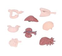 Omquot Human Organ Model, Educational Simulation Tool for Internal Organs for Teaching, Small Sensitive Plastic Body Anatomy Toy for School and Hospitals