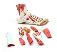 On Foot Anatomy Model,Anatomical Structure Nerve Blood Vessels And Ligaments in Muscles of The Foot Medical Joint Bodies
