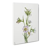 On The Road To Monument Flowers By Mary Vaux Walcott Canvas Print | Gallery Wrapped 30mm Frame Wall Art | 20x14 inches | Ready to Hang | Retro Floral Picture | Living Room Bedroom Lounge Office