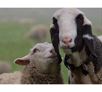 On the Road to Skipping School