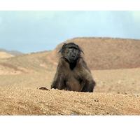 On the Spoor of the Big Snake - Part 3: Making Deep Tracks