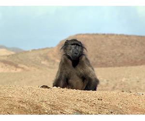 On the Spoor of the Big Snake - Part 3: Making Deep Tracks