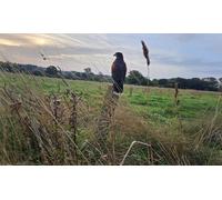 One Hour Hawk Walk for a Family of Four