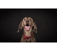 One-hour pet photoshoot with one 8 x 6 print