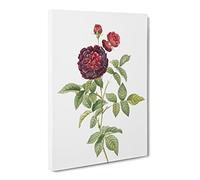 One Hundred Leaved Rose By Pierre Joseph Redoute Canvas Print | Gallery Wrapped 30mm Frame Wall Art | 20x14 inches | Ready to Hang | Retro Floral Picture | Living Room Bedroom Lounge Office