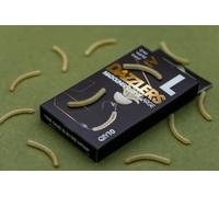 One More Cast OMC Dazzlers Magoliner