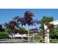 One or Two Albizia Summer Chocolate Mimosa Silk Trees: One