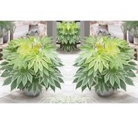 One or Two Fatsia Japonica Spider s Web 9cm Potted Plants: One