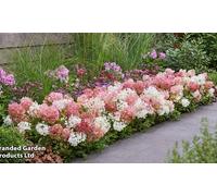 Thompson & Morgan Hydrangea Groundbreaker Blush 2x 14cm Pots