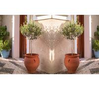 One or Two Olive Standard Tree with Optional Patio Pot: One Plant and One Pot