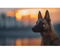One Piece Puzzle 100 pieces Belgian Shepherd Dog Malinois 45,5x35,5CM