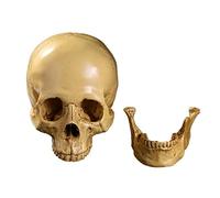 Onecen Life Size Human Skull Model Replica Realistic Resin Halloween Party Decoration Human Skull Head Bone Model Medical Skeleton, Warm White, 7.48x6.5x4.53 inch