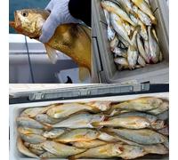 Oniissy Fluorescent Barbed Circle Hooks 50pcs, Single Circle Carp Fishing Hook for Sea Fish, High-Carbon Steel Terminal Tackle, Compatible with FTK Crooked(1-0#)