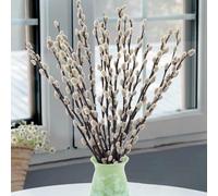 Oning 20 Stems Real Dried Pussywillow Preserved Greenery Branches for Vase- Natural Pussywillows with White Flowers, Snow Willow Branches for Easter Wedding Home Party Hotel Fireplace Yard Decor
