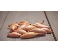 Onion and Shallot LARGE Sets 500g Bag (Onions ~70 bulbs) / (Shallots 20-30 bulbs), Longor Shallot Sets 500g Bag (LARGE SETS ~25 bulbs)