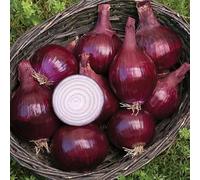 Onion and Shallot LARGE Sets 500g Bag (Onions ~70 bulbs) / (Shallots 20-30 bulbs), Red Baron Onion Sets 500g (LARGE SETS~60 bulbs)