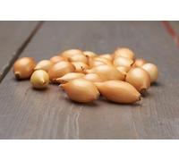 Onion and Shallot LARGE Sets 500g Bag (Onions ~70 bulbs) / (Shallots 20-30 bulbs), Shakespeare Onion Sets 500g (LARGE SETS~60 bulbs)