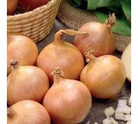 Onion Set - Reliable Harvest - for Your Kitchen Garden (250gms Senshyu Onions)