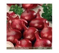 Onion Sets Electric 250 Grams- Over wintering Plant-Excellent Flavor- Ideal for Your Beautiful Kitchen Garden